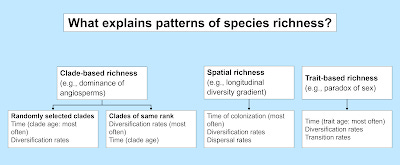 A diagram titled "What explains patterns of species richness?" with several white text boxes of explanation below, all on a light blue background.