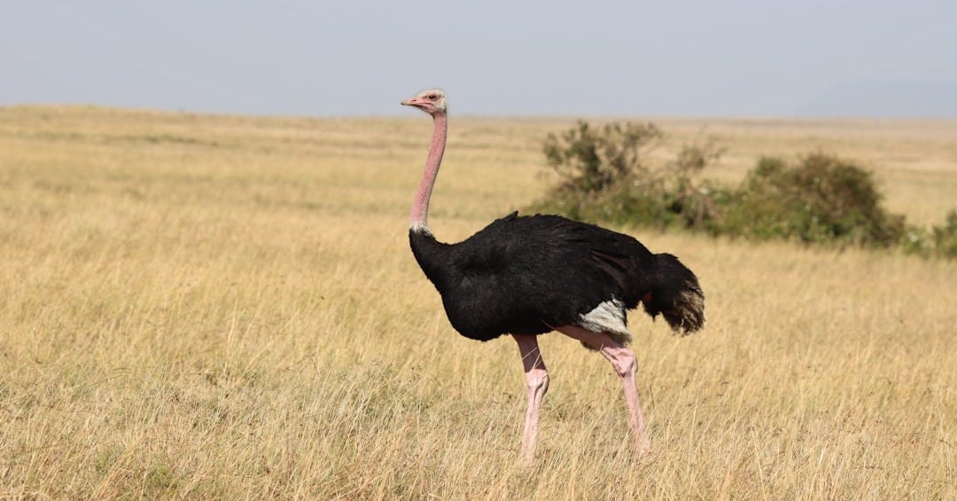an ostrich standing in the middle of a field