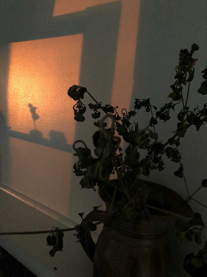 Afternoon light delight across my walls.
