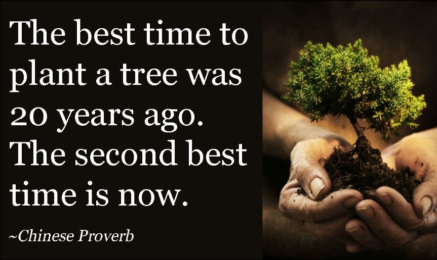 The Best Time To Plant A Tree Was 20 Years Ago - KlimaCoin The Best Time To Plant A Tree Was 20 Years Ago - KlimaCoin