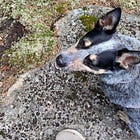 What biological fulfillment is and why it matters for pet dogs