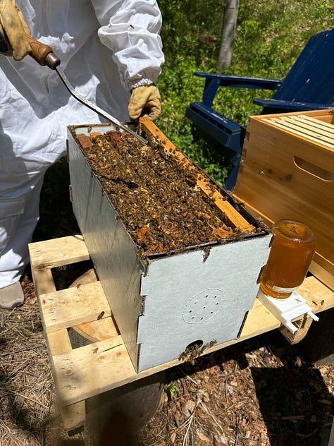 An oversized bee suit, opening my nuc for the first, time, installing the nuc frames in my hive, and a picture of the hive in a stand of birch trees.