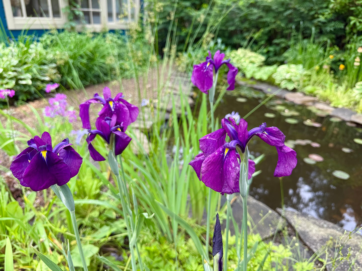 Water iris in the bog by the pond at Havenwood today.