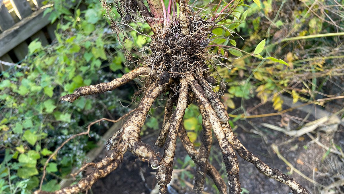 Meet Some Obscure Roots - by Boaz Frankel - Rootbound