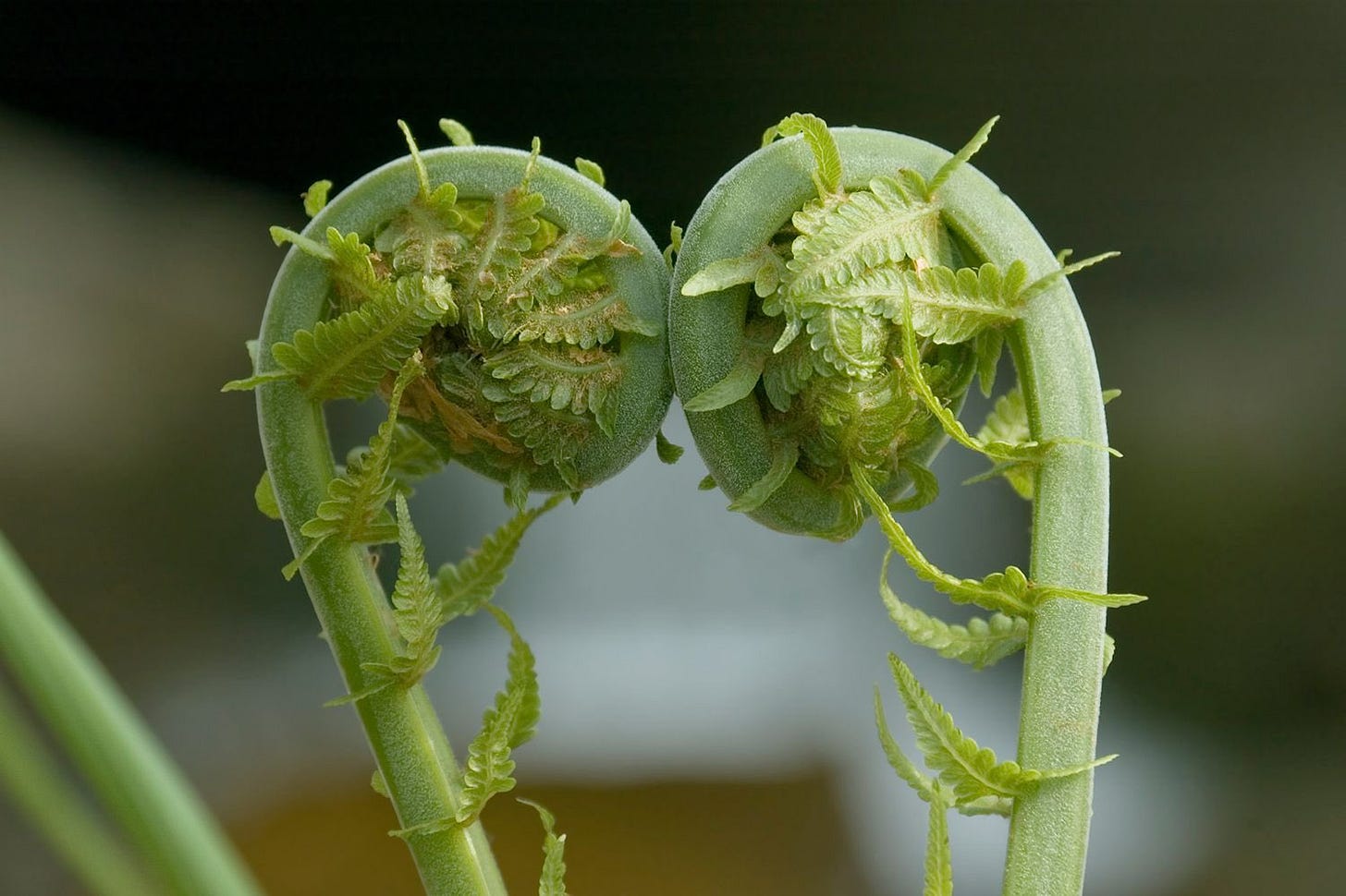 The English Oak Project on X: "Fiddlehead ferns - the Fibonacci Sequence in  Nature https://t.co/lpP9psdZvR" / X