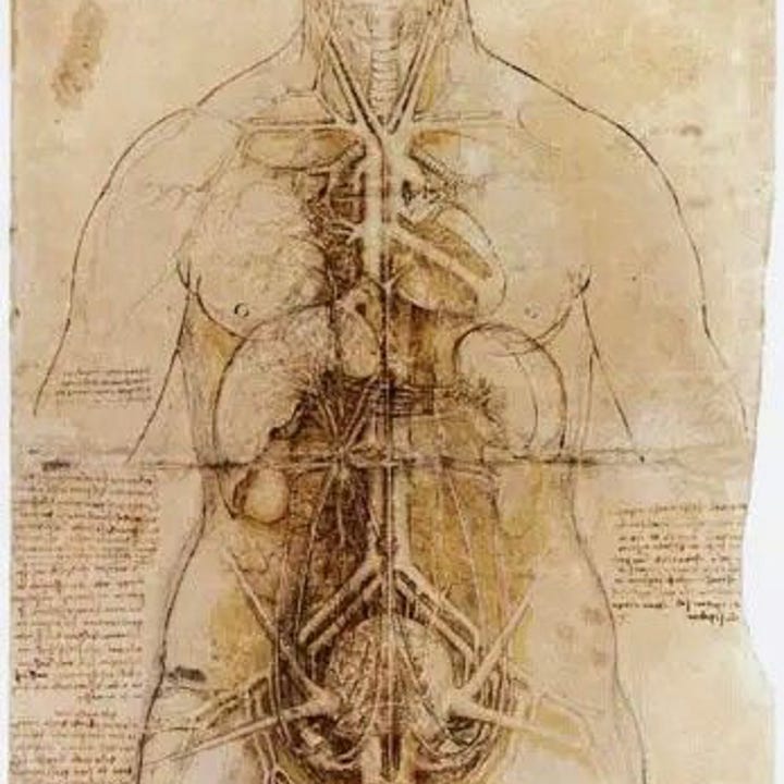 Leonardo Da Vinici anatomical sketches