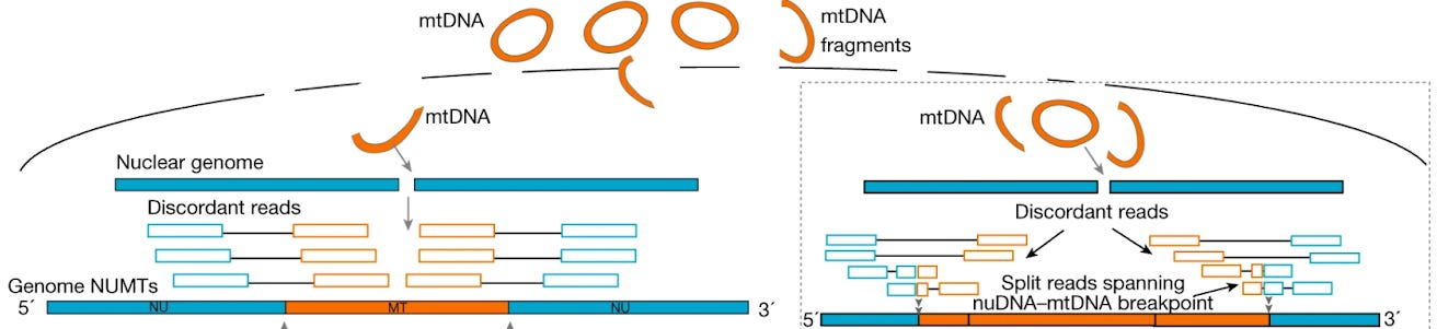 Image of Numt jumping genes