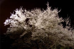 Frosted tree outside my local church Frosted tree outside my local church
