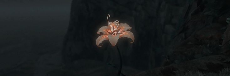 This may contain: a flower that is sitting in the dark