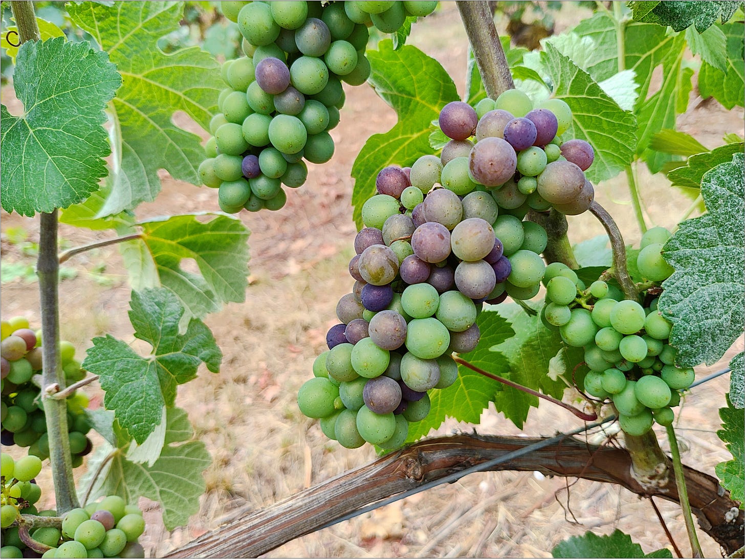 Pinot Noir Dijon Clone 777 the first week of August.