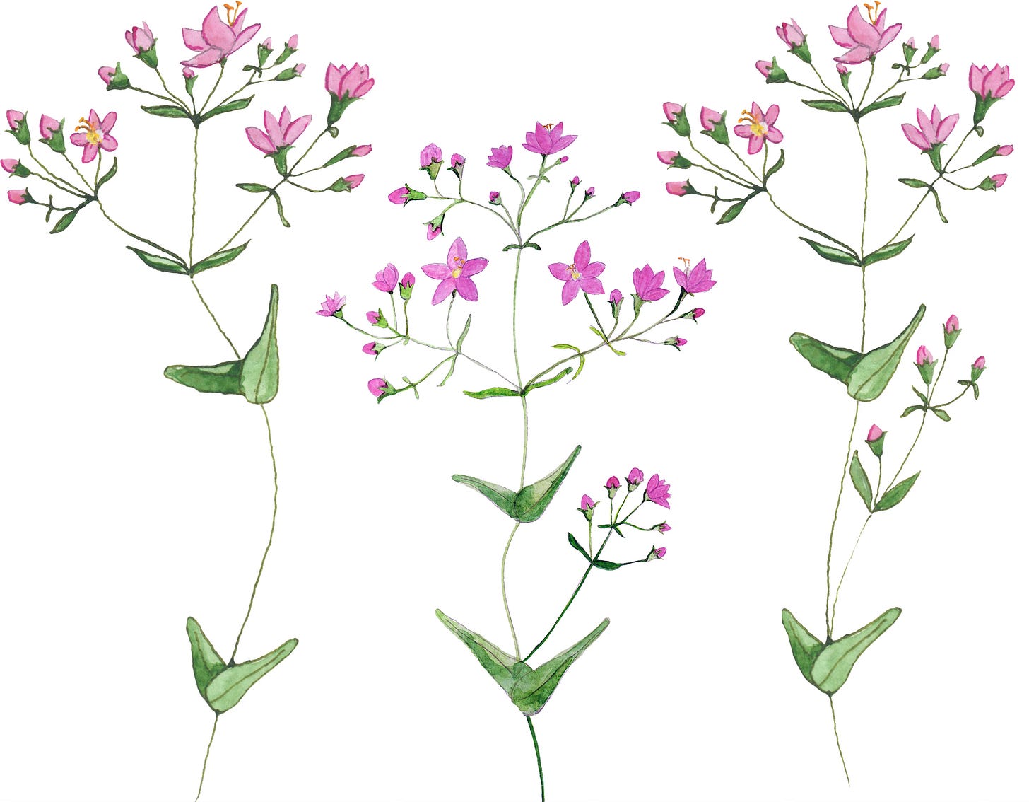illustration of Common Centaury, Centaurum Erythraea illustration of Common Centaury, Centaurum Erythraea