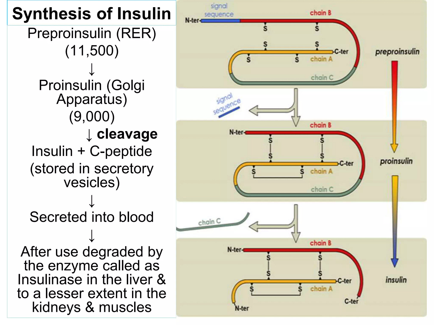 Insulin physiology and biochemical effects by Dr Shahjada Selim | PPT