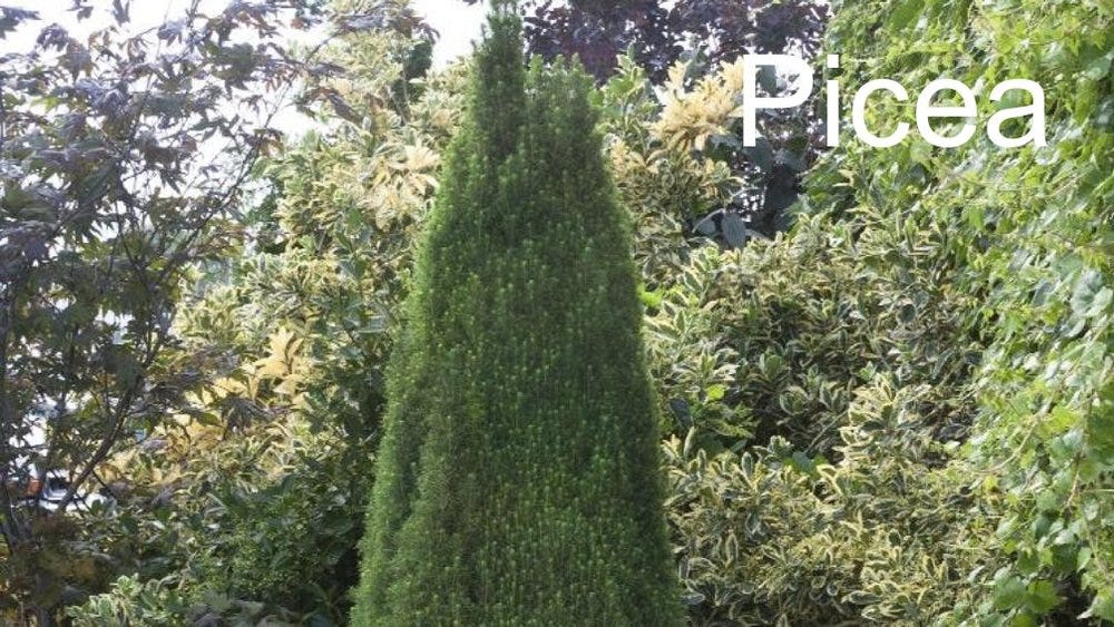80-trees-shrubs 22.jpeg 80-trees-shrubs 22.jpeg