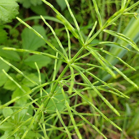 Image 1: prehistoric plants : an extremely healthy looking water horsetail with densely packed stems; image 2, close up showing a hover fly feeding on a pale green alexanders flower; image 3 is the more spaced out stem of a wood horsetail, with drooping tips, also bright, verdant green