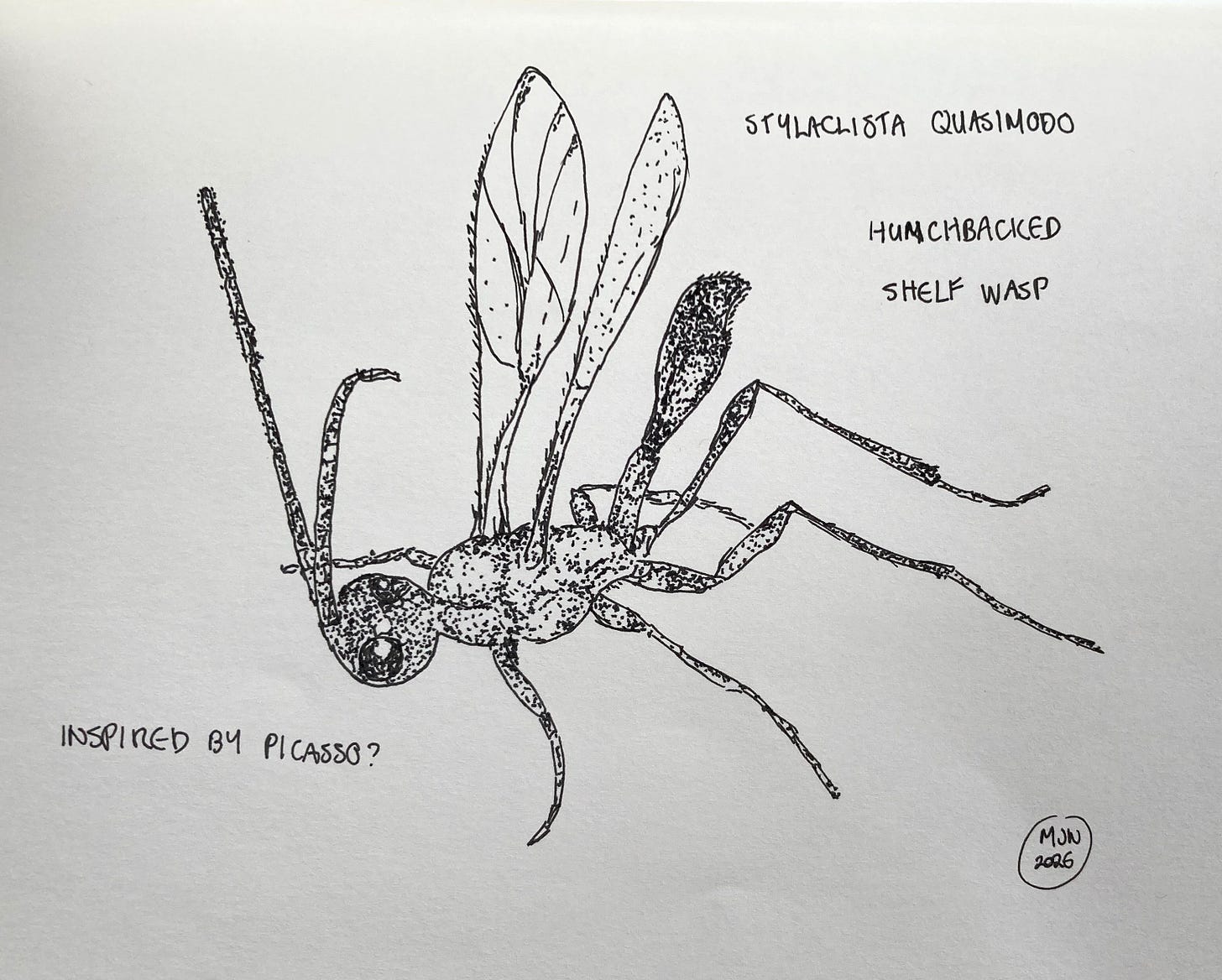 Line drawing of the hunchbacked shelf wasp | Stylaclista quasimodo. Text: inspired by Picasso? Line drawing of the hunchbacked shelf wasp | Stylaclista quasimodo. Text: inspired by Picasso?