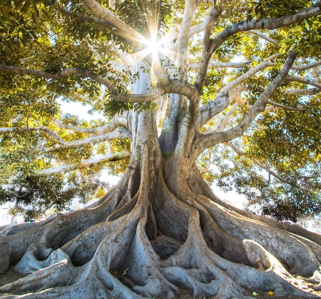 sun light passing through green leafed tree