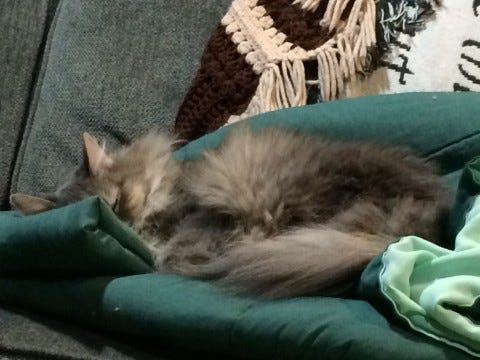Kali_Obscenely_Comfy_Cats_Dream Kali_Obscenely_Comfy_Cats_Dream