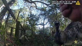 Deputy wrangles runaway emu after chaotic chase on rural Florida road Deputy wrangles runaway emu after chaotic chase on rural Florida road