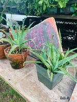 aloe aloe