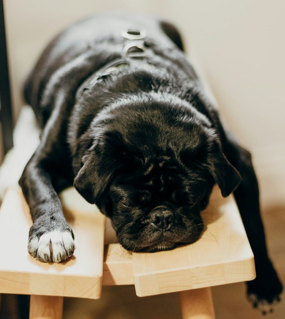 black pug lying on brown wooden chair black pug lying on brown wooden chair