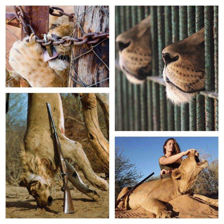 May be an image of big cat