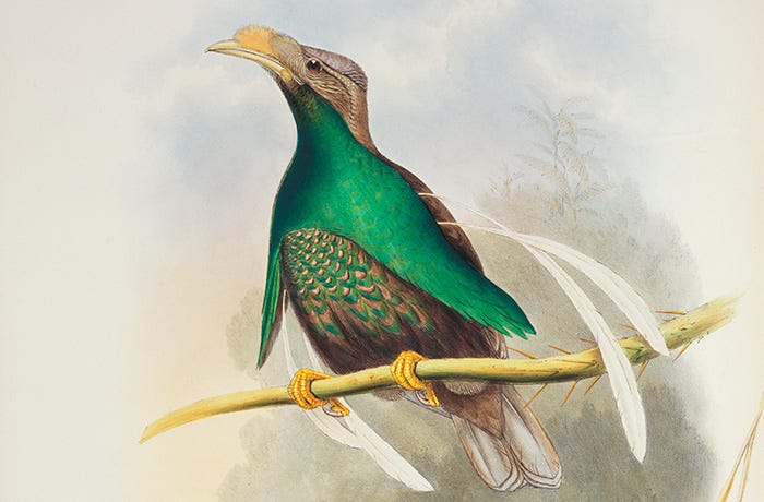 NaturePlus: Behind the scenes: Attenborough on Wallace, passion and paradise NaturePlus: Behind the scenes: Attenborough on Wallace, passion and paradise