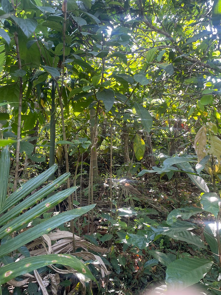 A packet of Trichoplus, Dr Varanashi's microorganism concoction to combat cacao fruit rot; Regenerative farming focuses on nurturing the soil by using bio-fertilisers and compost along with a reliable water cycle, and without machinery and chemicals