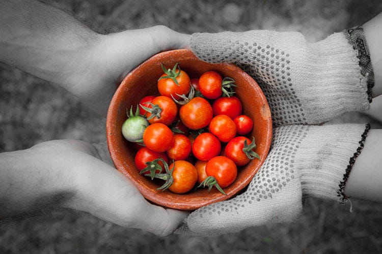 Tomatoes After Lightroom Selective Colour