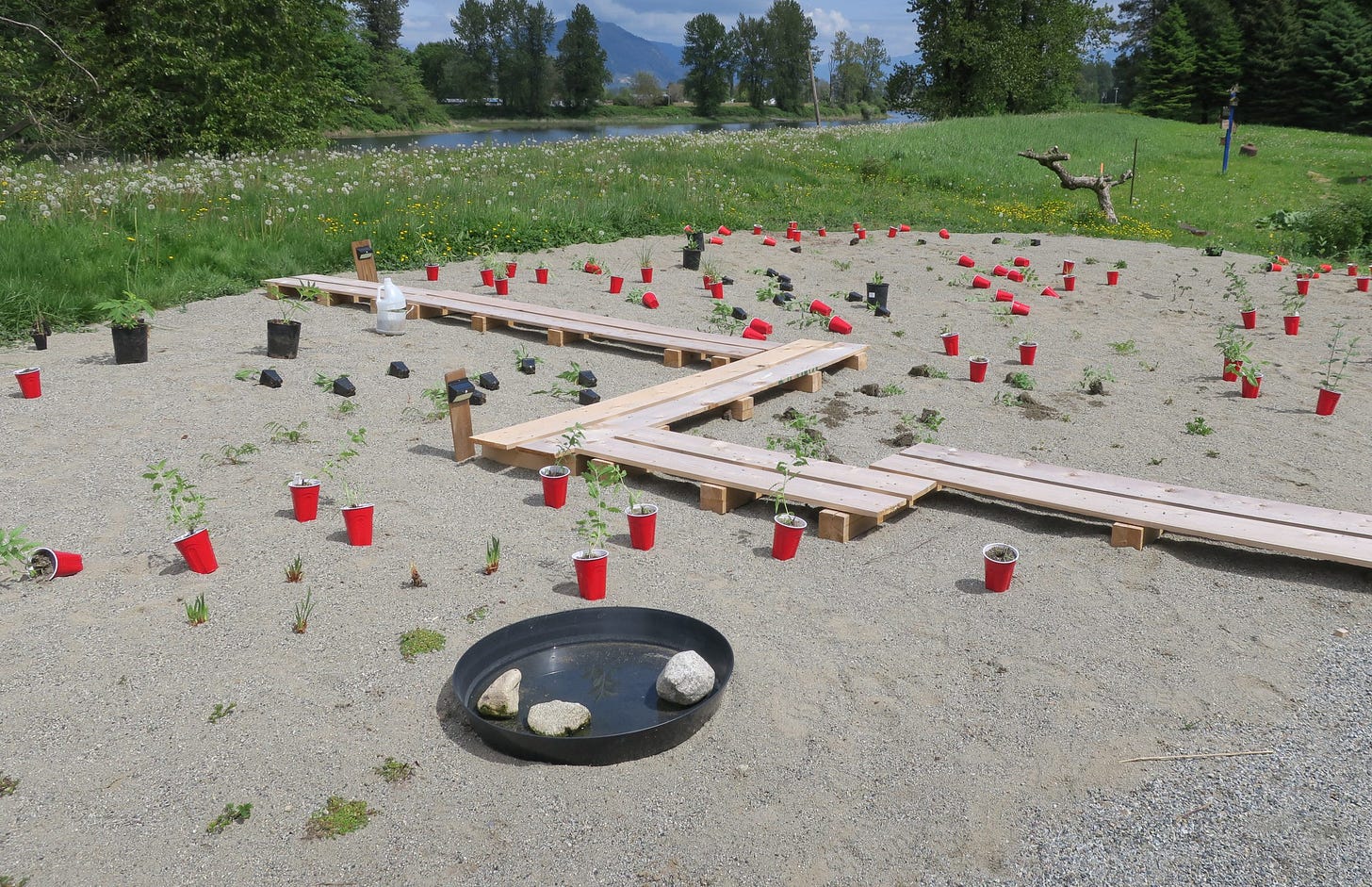 virens studio sand garden planting the sand garden