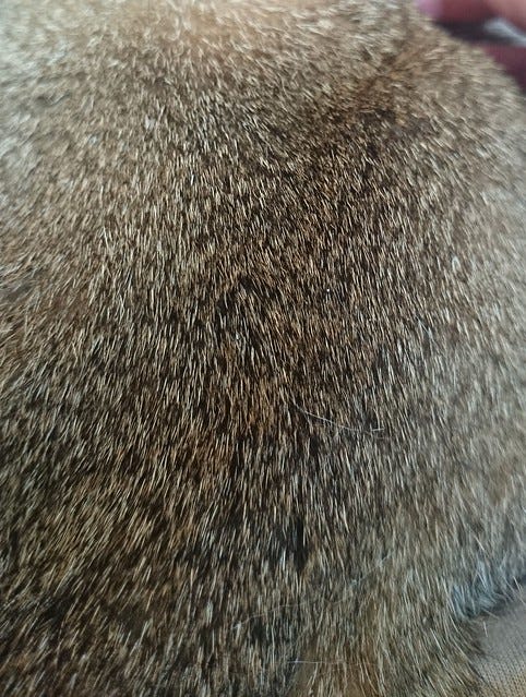 Cat Fur Cat Fur