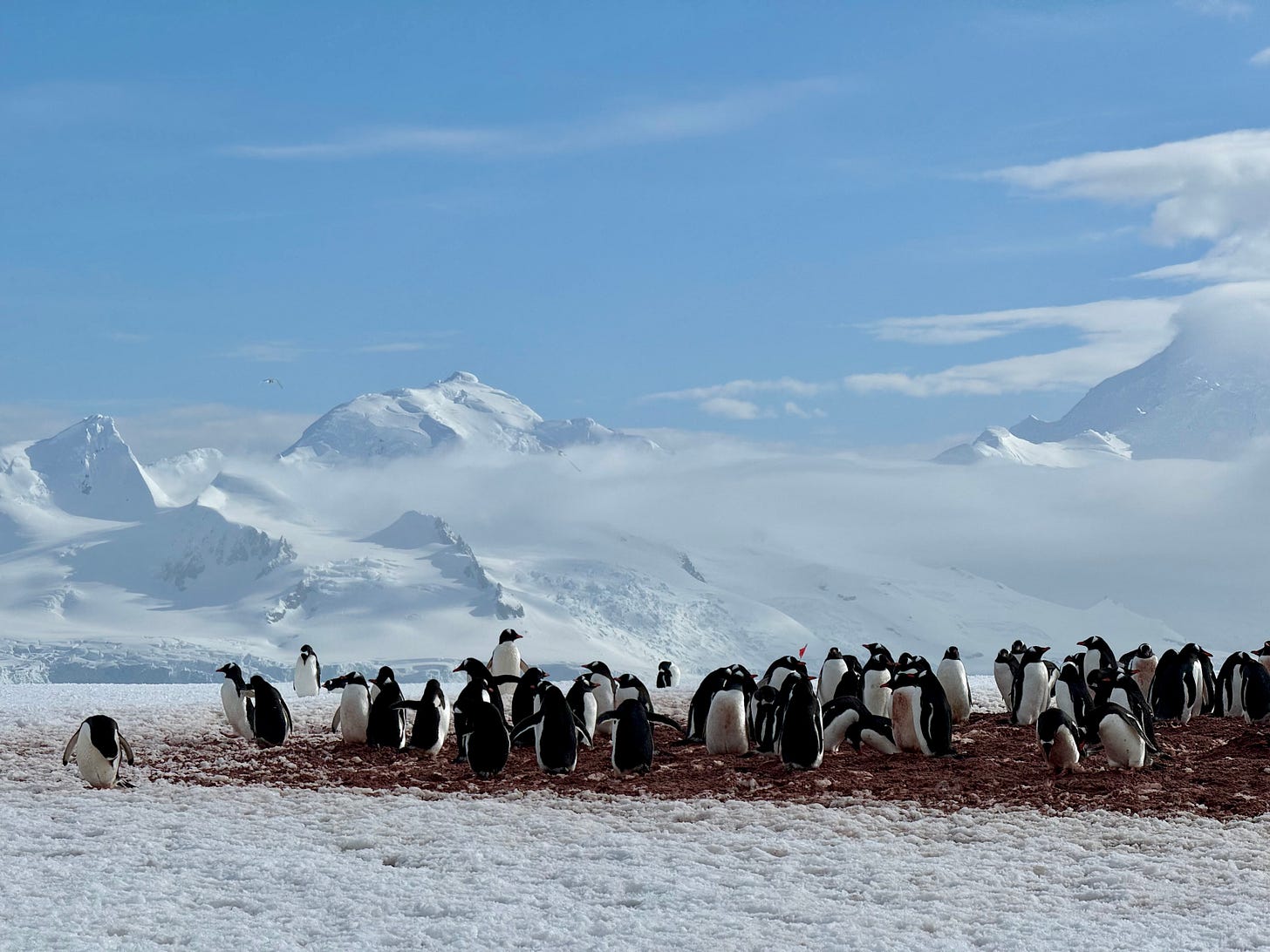 Pingüinos papúa en Antártida. Foto propia.