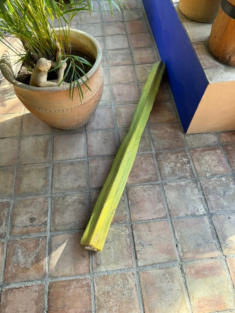 The cactus which was cut down lying on the tile floor of our palapa.