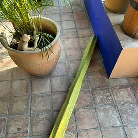 A Year in Oaxaca: Loose Ends #1