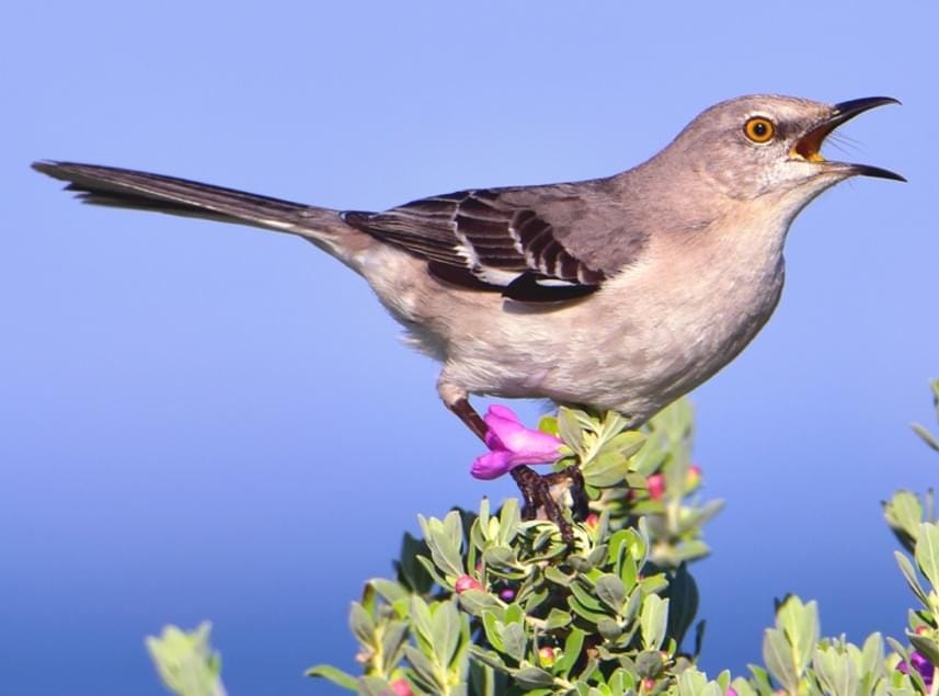 Northern Mockingbird Overview, All About Birds, Cornell Lab of Ornithology Northern Mockingbird Overview, All About Birds, Cornell Lab of Ornithology