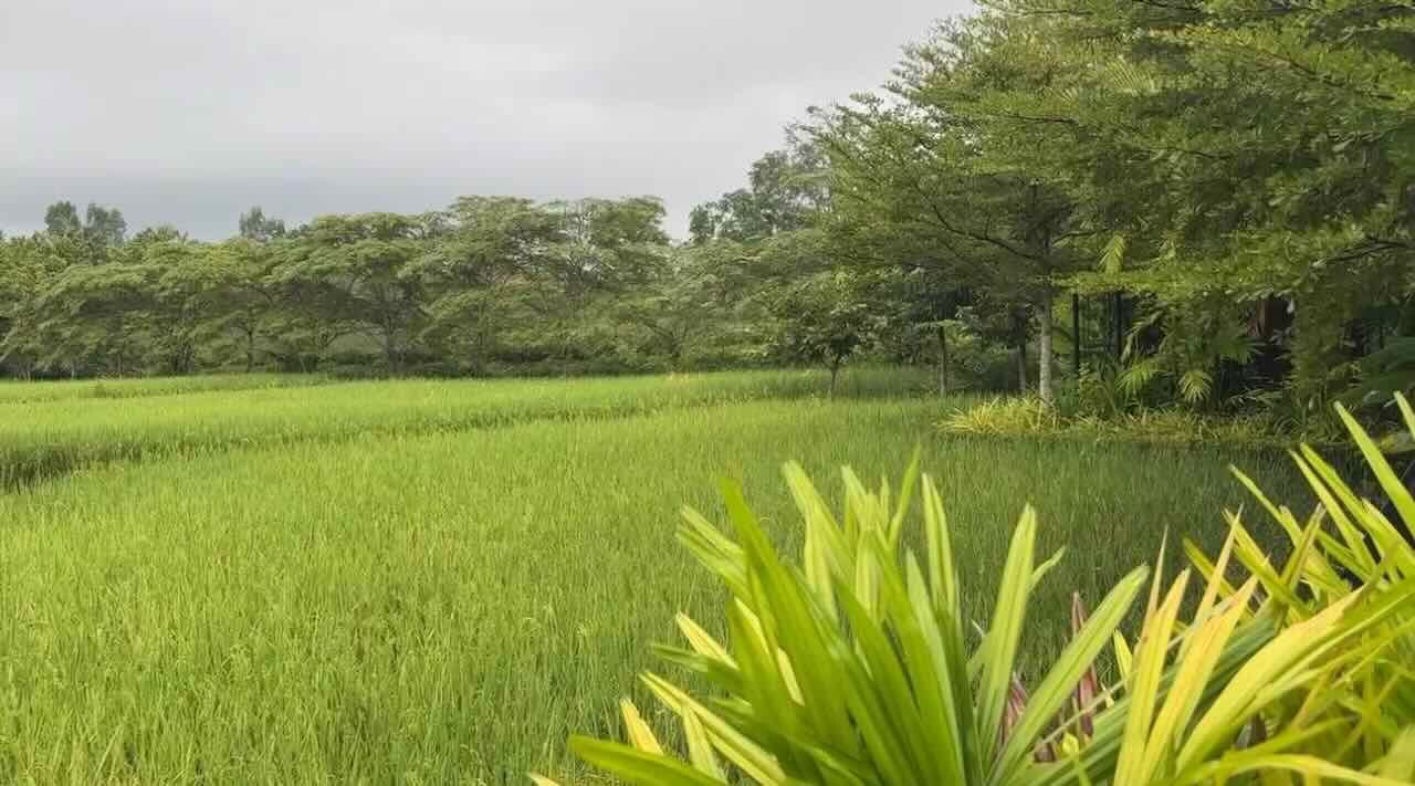 A lush green rice field in northern Thailand under an overcast sky, bordered by rows of leafy trees and tropical plants, with vibrant foliage in the foreground adding contrast to the soft, natural landscape.