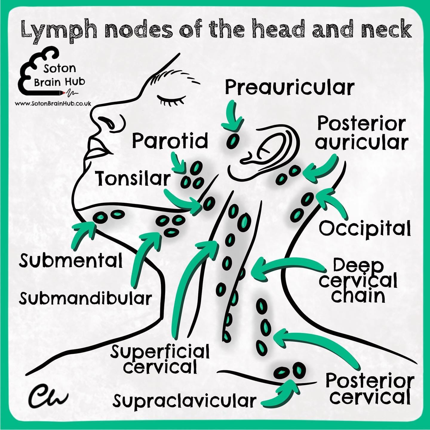 Soton Brain Hub - The lymphatic system of the head and neck consists of ...