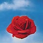 Rose Up's avatar