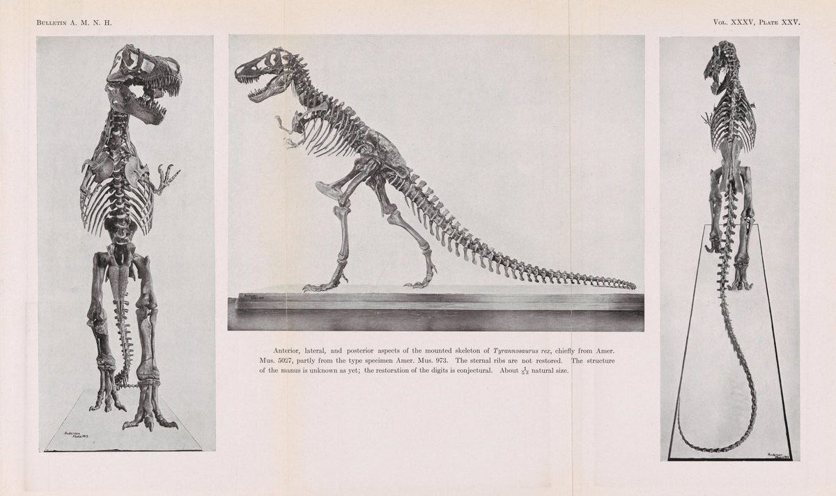first T. rex novel — Bulletin of the American Museum of Natural History (1916) / public domain, via The Public Domain Review first T. rex novel — Bulletin of the American Museum of Natural History (1916) / public domain, via The Public Domain Review