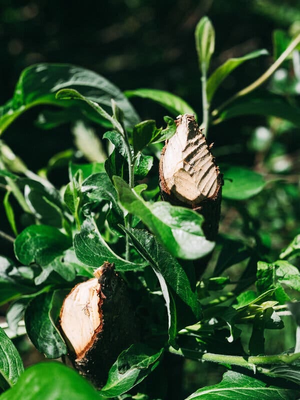 Pieces of light-colored, recently cut wood are visible within dense green foliage. One piece has distinct parallel grooves on its surface.