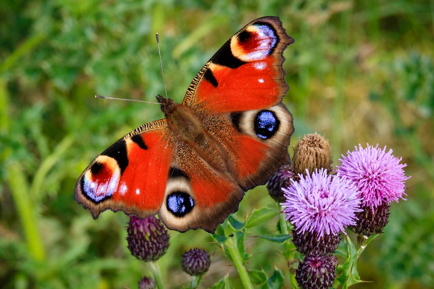 Peacock butterfly on creeping thistle © Felicity Martin