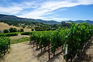 Covert Estate vineyards Covert Estate vineyards