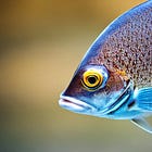 Omega 3: Fische belastet und Leinöl reicht nicht!