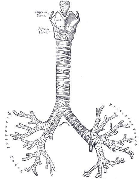 ALT Text: An illustration of the trachea and bronchi from Gray's Anatomy, with labels for the bronchial tubes 
