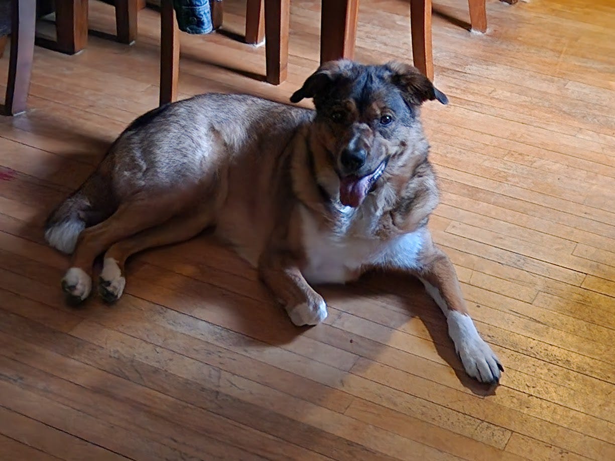 A picture of my dog Torvi.