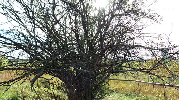 The Burroughs tree as it looked in September 2015.