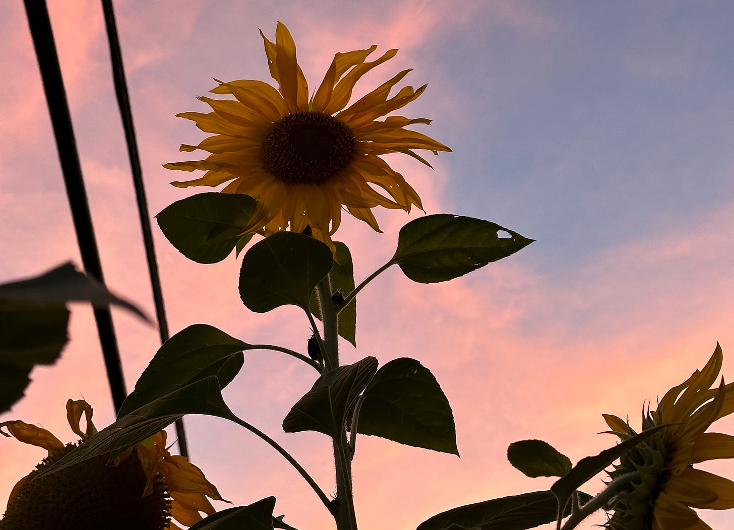 a photo of a sunflower silhoutted by a rosy blushing sunset, purple blue skies visible in the corner. the yellow petals of the sunflower are lightly illuminated by the fading light. a photo of a sunflower silhoutted by a rosy blushing sunset, purple blue skies visible in the corner. the yellow petals of the sunflower are lightly illuminated by the fading light.