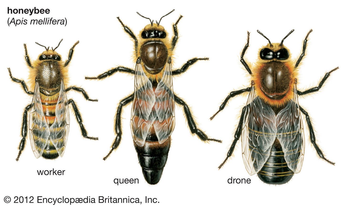 Honeybee Castes — OpenHive Honey