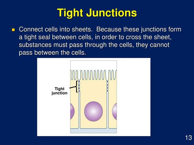PPT - Cell Membrane Structure and Function PowerPoint Presentation ... PPT - Cell Membrane Structure and Function PowerPoint Presentation ...
