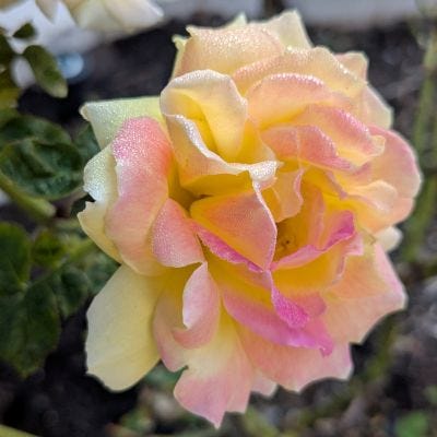 The roses are abloom! Houston "Fall" agrees with them.