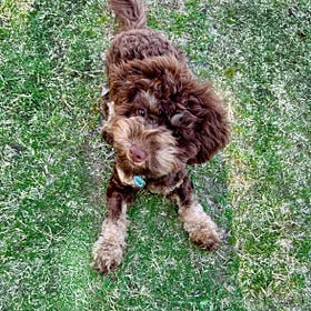 Contrarian Pet of the Week